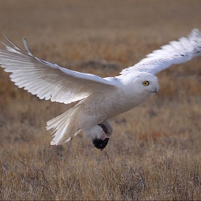 blood thinning rat poison is killing birds too blood thinning rat poison is killing birds too