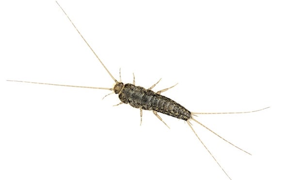 Survey the Wildlife of the "Great Indoors"
