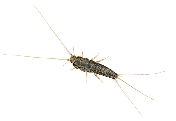 Survey the Wildlife of the "Great Indoors"