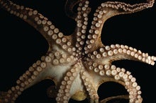 An Octopus Could Be the Next Model Organism