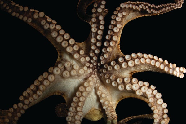 Two-spot octopus