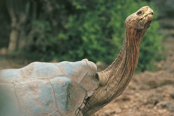 The Galápagos Tortoise Next Door