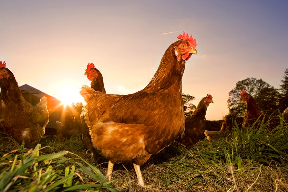 Scientists Are Monitoring West Nile Virus in Los Angeles Using Chickens