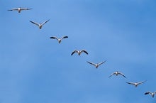 Birdlike Flight Formations Could Cut Airline Emissions