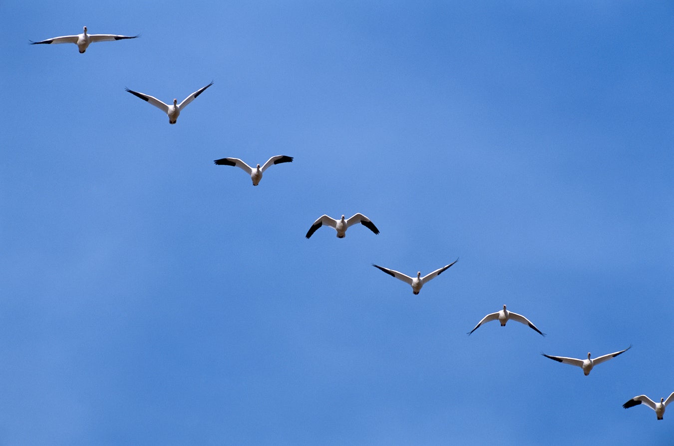 Birdlike Flight Formations Could Cut Airline Emissions | Scientific ...