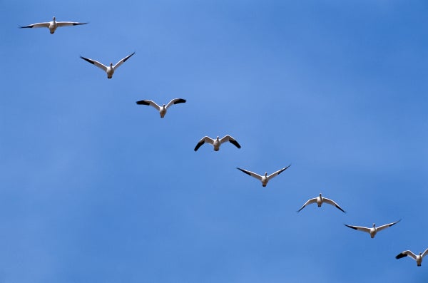 Snow geese flying in formation during migration