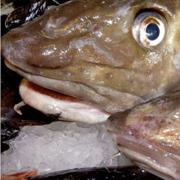 Warming Waters Further Imperil Atlantic Cod