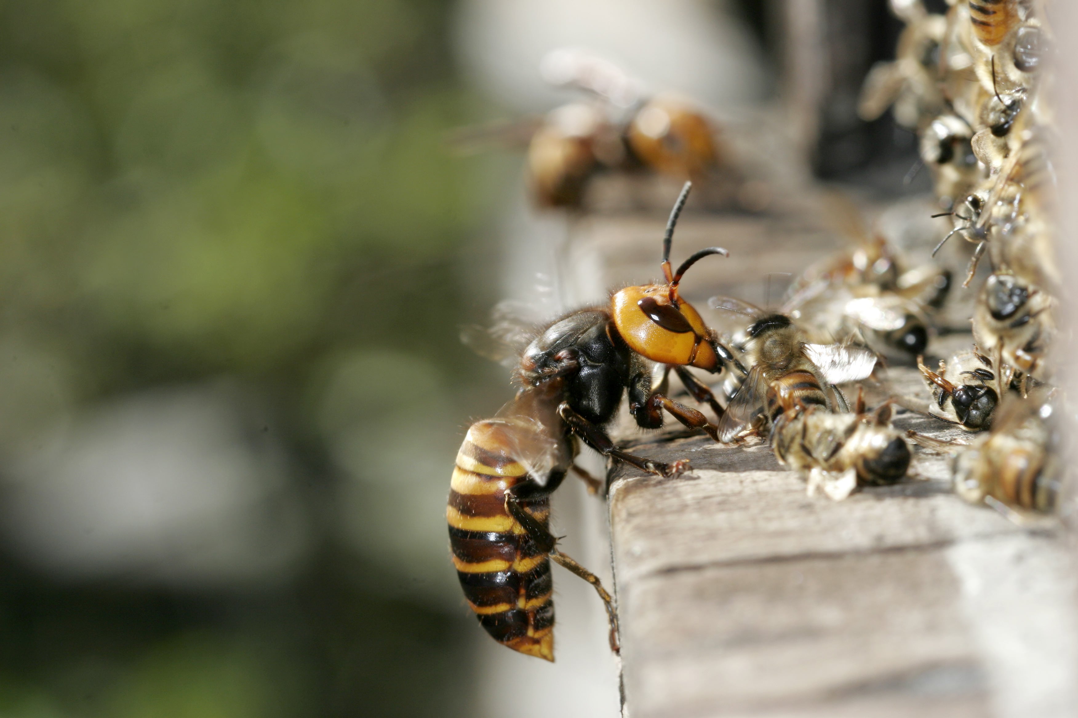 hornets the size of your thumb