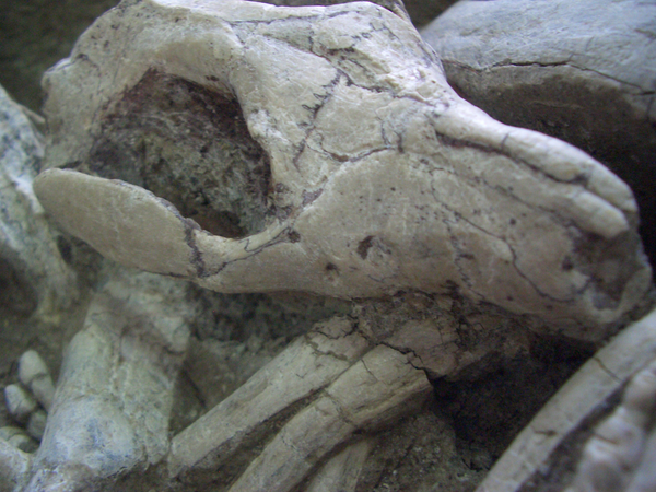 Close-up of mammal skull fossil