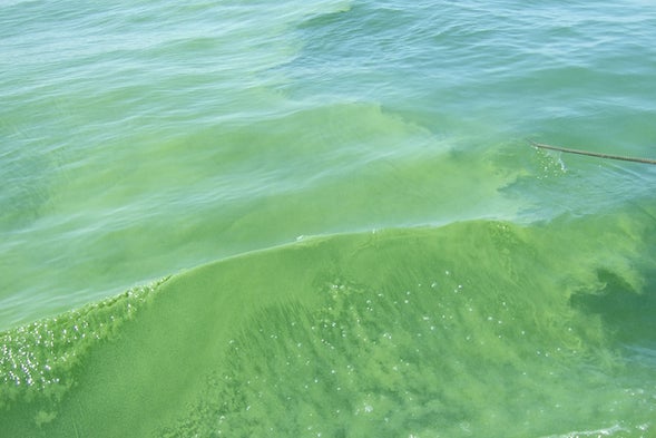 Are Algae Blooms Linked to Lou Gehrig's Disease? - Scientific American