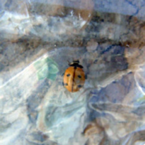 Lost Ladybug Project
