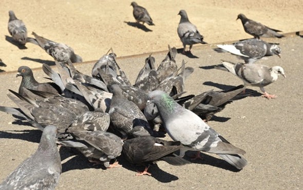 Pigeon Pb Proxies Could Cut Kids' Blood Tests