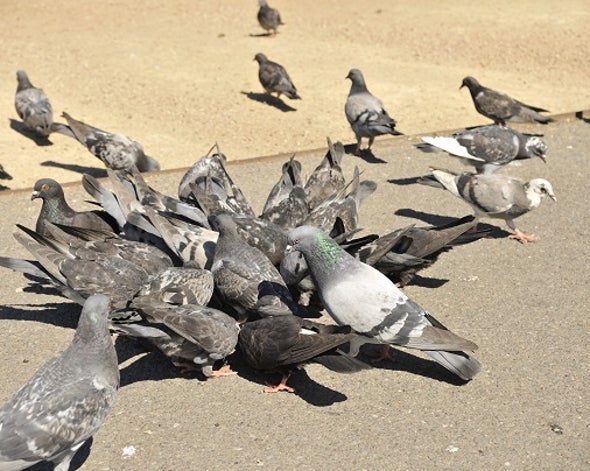 Pigeon Pb Proxies Could Cut Kids' Blood Tests
