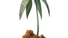 Regrowing Borneo's Rainforest--Tree by Tree