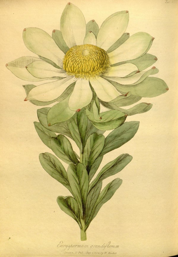 Nineteenth-century illustration of leucadendron grandiflorum.