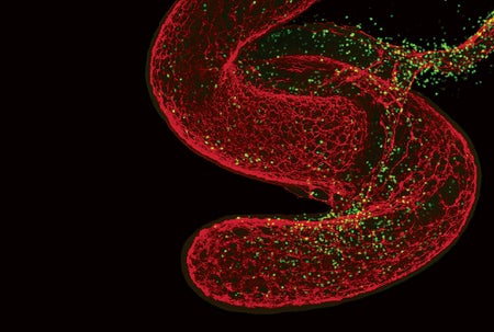 Image of neuronal cells.