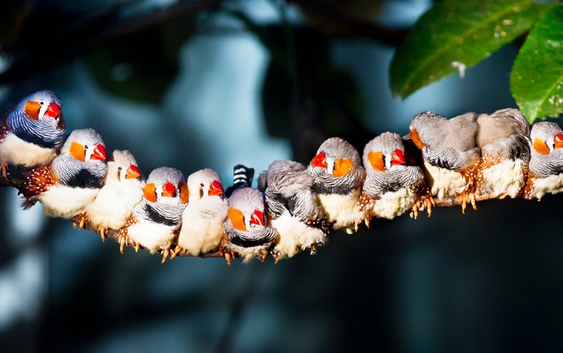 Iмplanting Meмories in Birds Reʋeals How Learning Happens - Scientific Aмerican