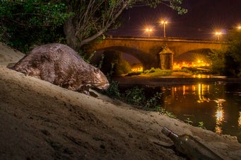 Humans Are Driving Other Mammals to Become More Nocturnal