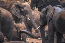 For African Elephants, Pee Could Be a Potent Trail Marker