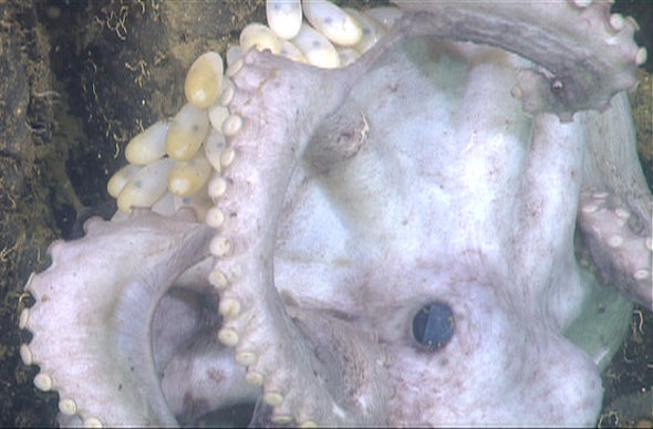 Mother Octopus Sets Longest Egg-Tending Record: More Than 4 Years on Baby Watch