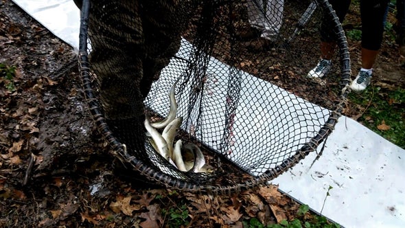 Bronx River's Cleanup Brings Herring Home