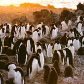 Penguin Peril, 2000
