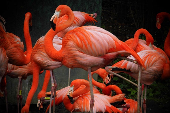 Neuromechanics of Flamingos' Amazing Feats of Balance