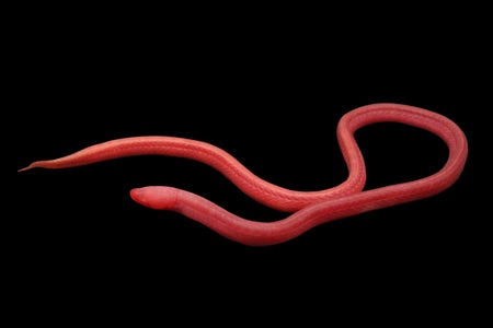 Dark pink eel.