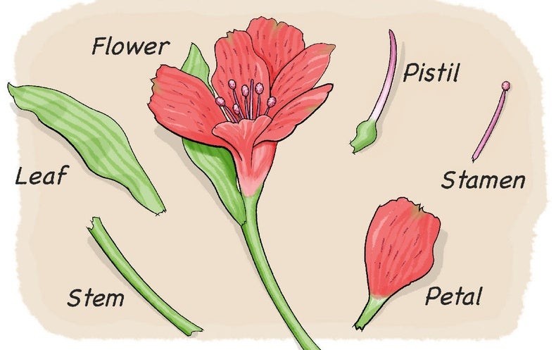 science of a flower diagram