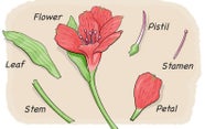 Dissect a Flower - Scientific American