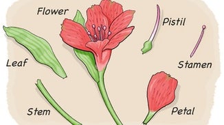 Dissect a Flower
