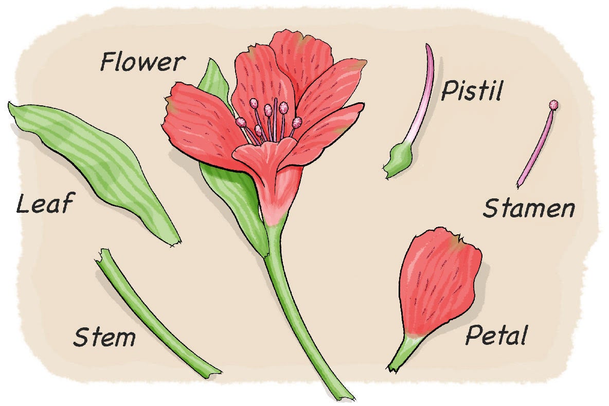 describe the different parts of plants with diagram​ - Brainly.in