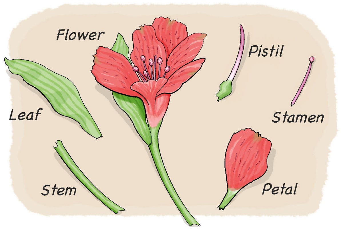 Dissect a Flower  Scientific American