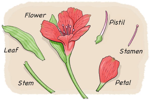 Dissect A Flower Scientific American