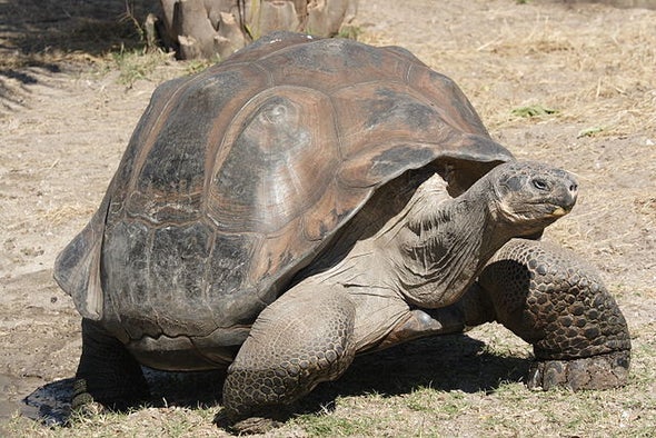Genetics Probe Identifies New Galapagos Tortoise Species