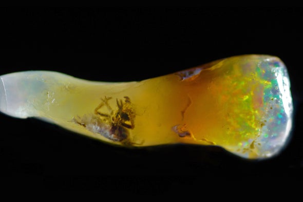Rare Fossil Reveals Cicada Entombed in Opal