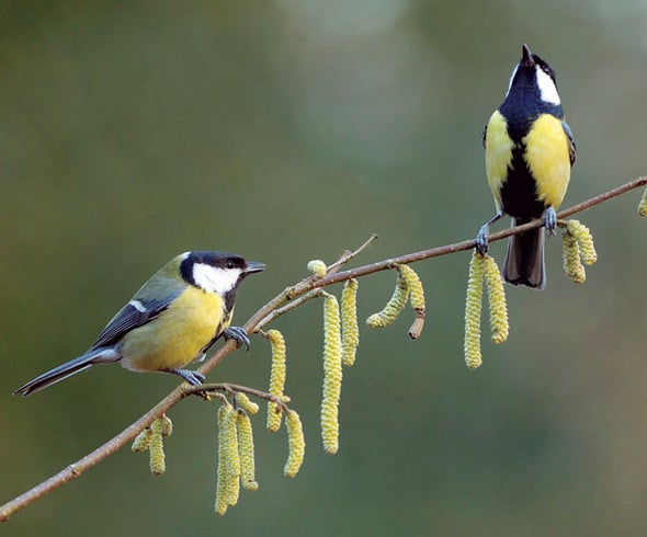 The Great Tit Chooses Love over Food