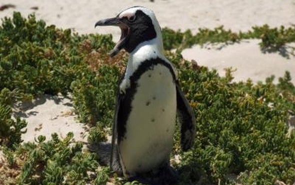African Penguins Pulled into an Ecological Trap