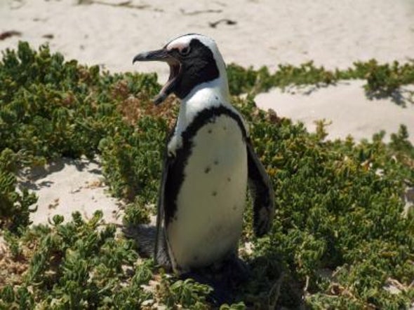 African Penguins Pulled into an Ecological Trap