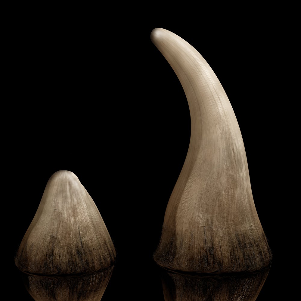 The Hard Truth about the Rhino Horn 