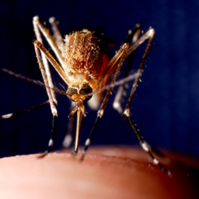 Should DDT Be Used to Combat Malaria?