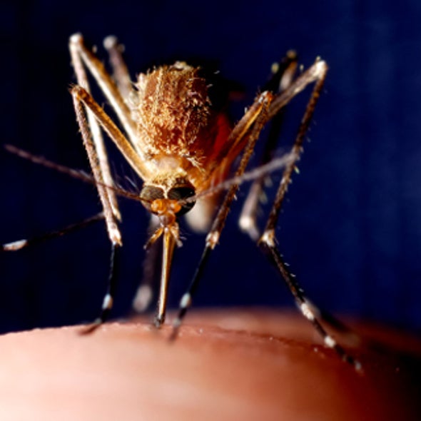Should DDT Be Used to Combat Malaria?
