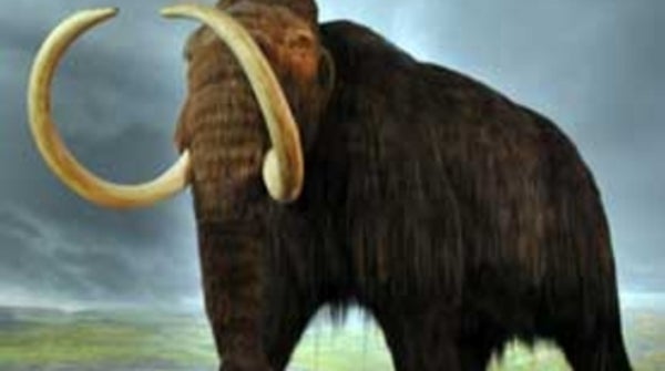 Fact or Fiction?: Mammoths Can Be Brought Back from Extinction ...