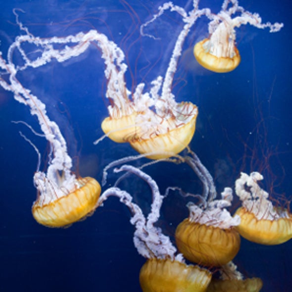 Jellyfishes Shown to Be Effective Predators