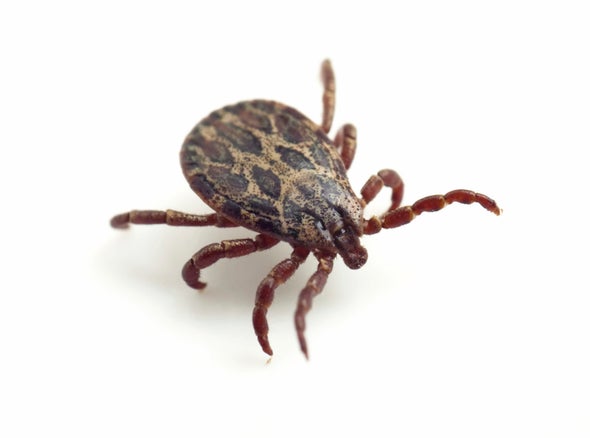 Long-Forgotten Research Unearths New Mystery about Lyme Disease
