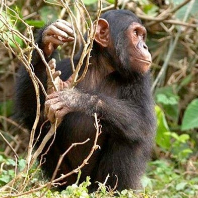 Jane of the Jungle: Additional Commentary and Insights from Jane Goodall