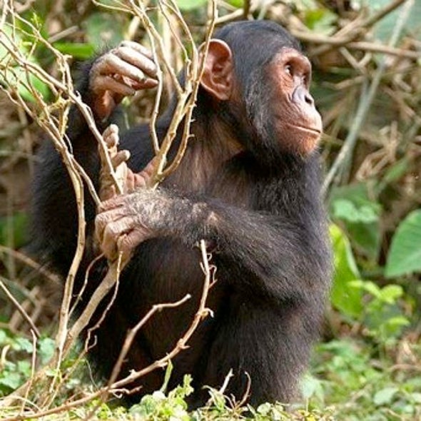 Jane of the Jungle: Additional Commentary and Insights from Jane Goodall