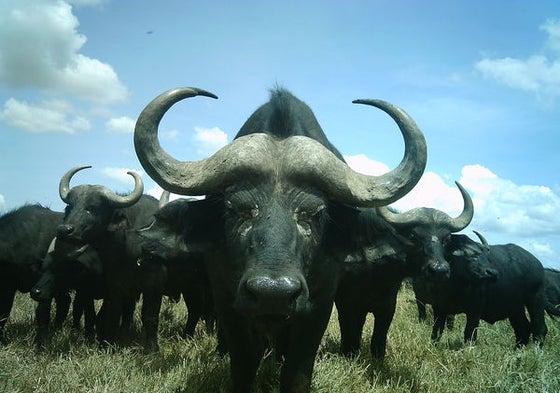 Snapshots of Serengeti Wildlife Let Citizen Scientists Shine [Slide Show]