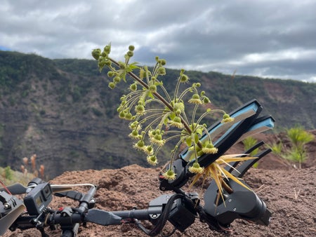 Drone and flowering botanical on cliff