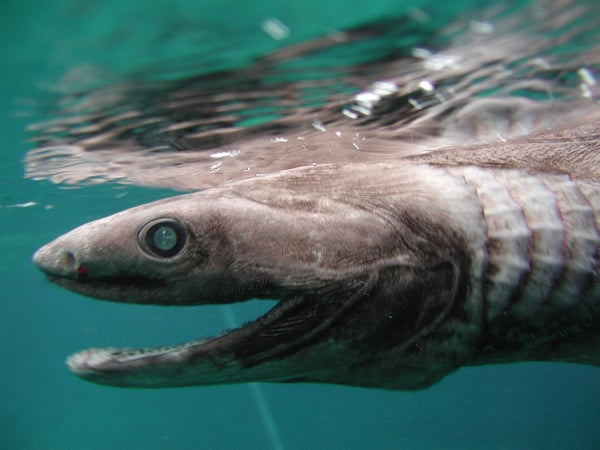 Close -up of a A 1.6-meter-long frilled shark